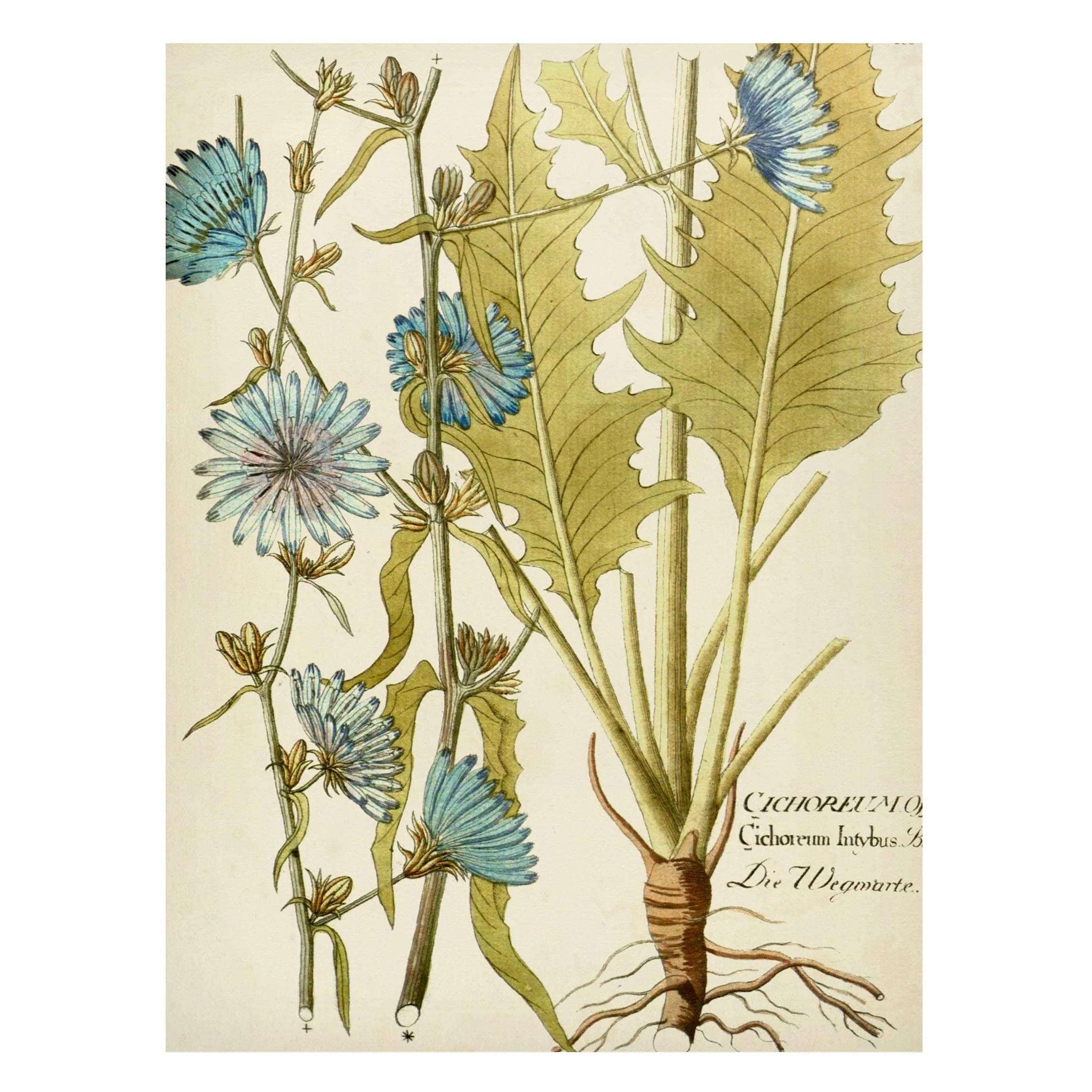 Magnettafel Blumen - Hochformat 3:4 Vintage Botanik in Blau Wegwarte günstig online kaufen
