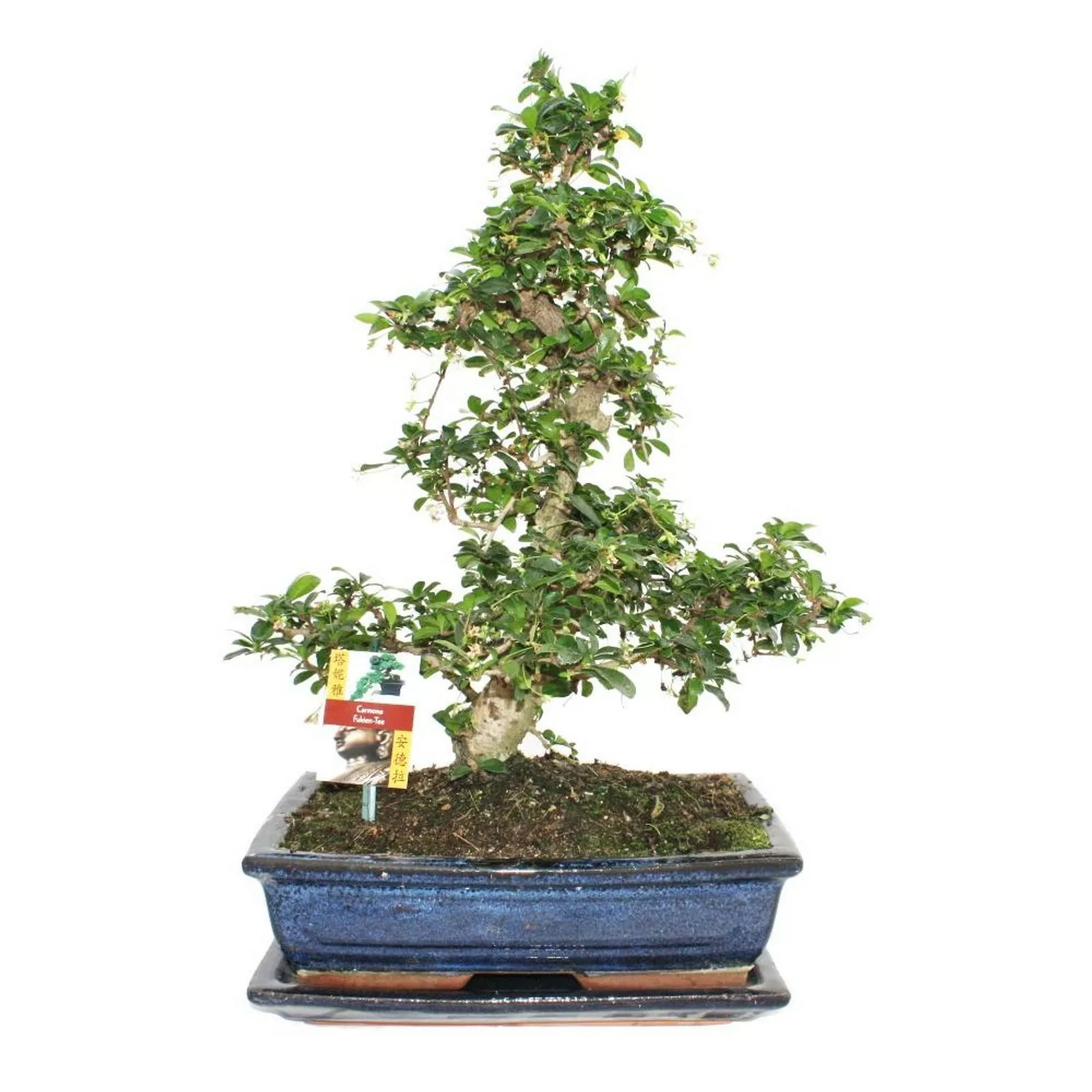 Exotenherz Bonsai Fukientee Carmona Microphylla ca. 12-15 Jahre günstig online kaufen