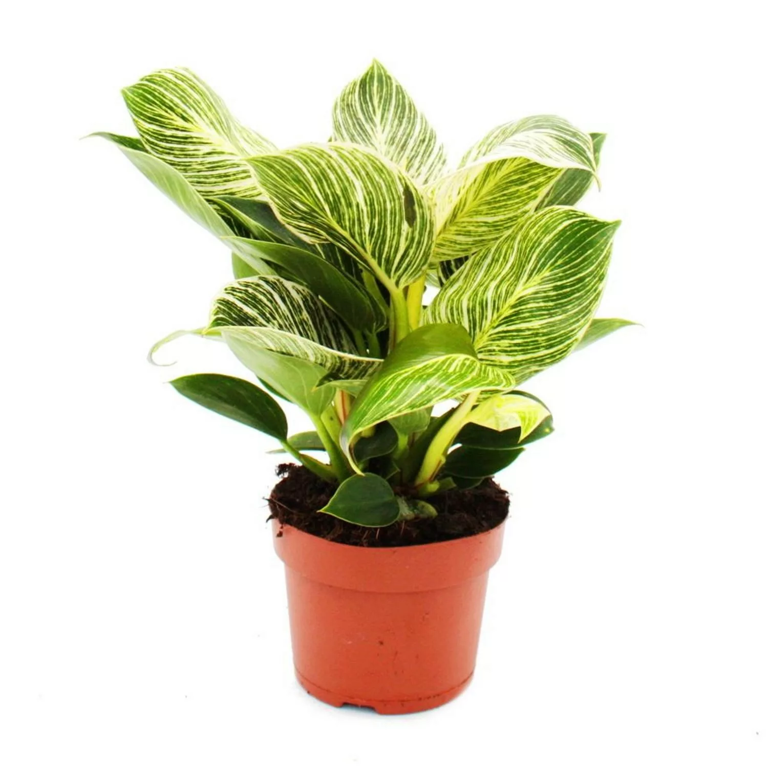 Exotenherz Philodendron White Wave Weißgestreifter Baumfreund 12cm Topf günstig online kaufen