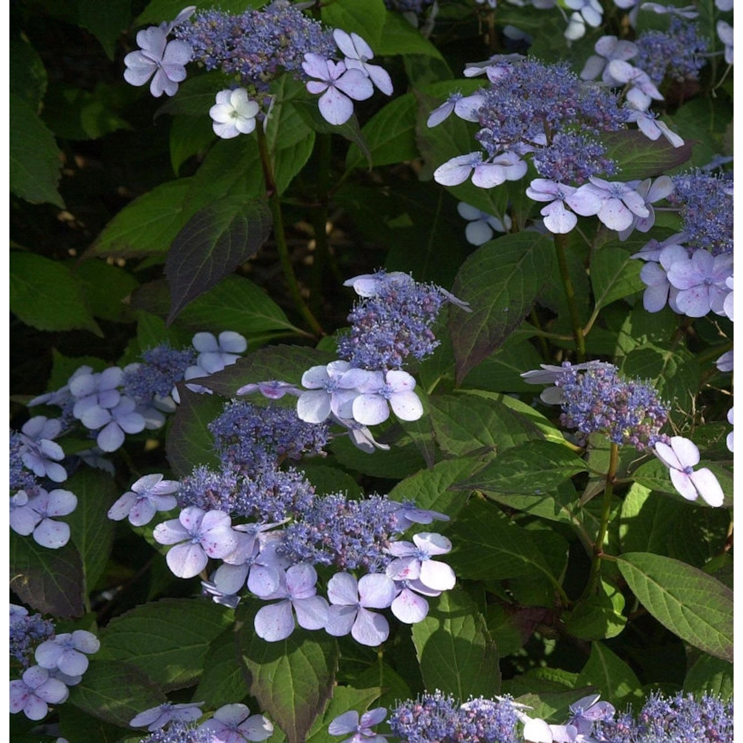 Teller Hortensie Bluebird 30-40cm - Hydrangea serrata günstig online kaufen