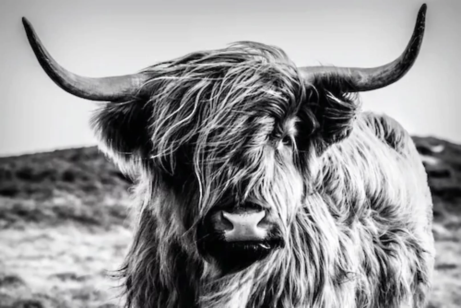 Bönninghoff Keilrahmenbild Büffel B/L: ca. 60x90 cm günstig online kaufen