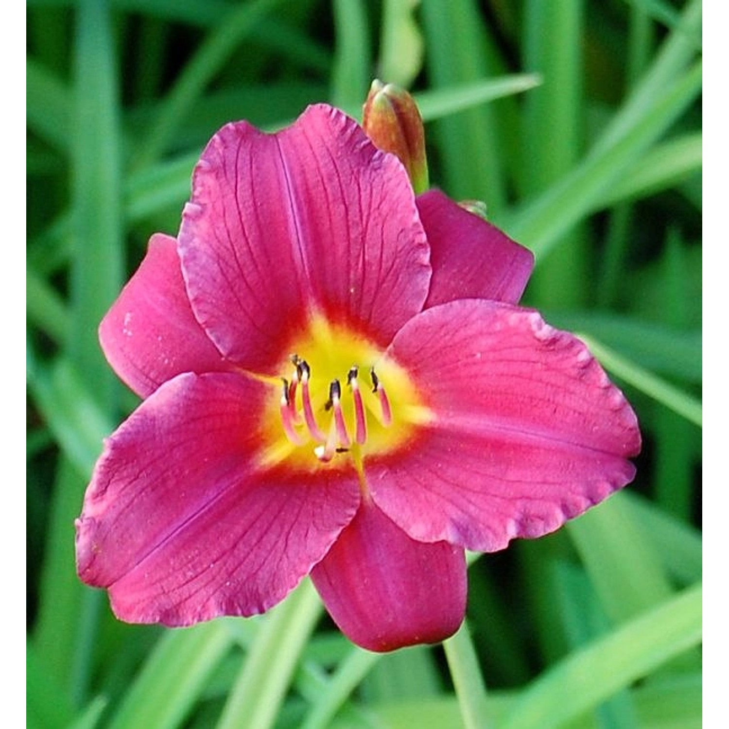 Taglilie Pardon Me - Hemerocallis günstig online kaufen