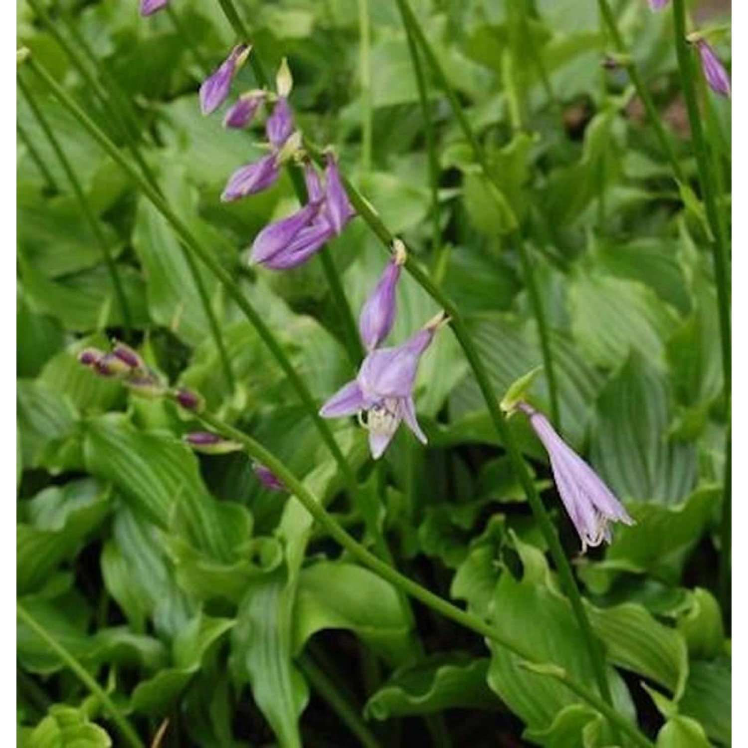 Lanzenblattfunkie - Hosta lancifolia günstig online kaufen