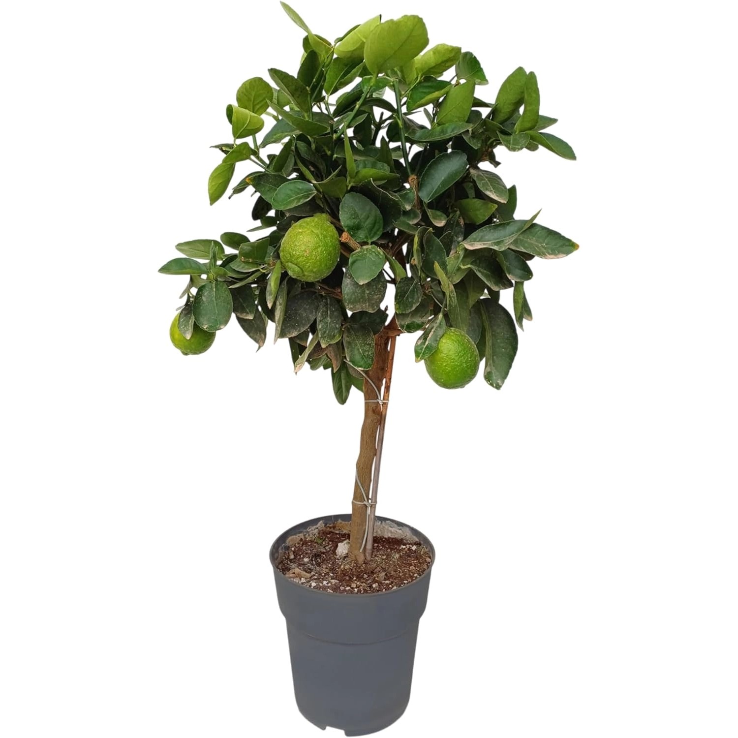 Sunny-Tree Limettenbaum Große 90 Zentimeter Citrus Aurantifolia Obstbaum Fr günstig online kaufen