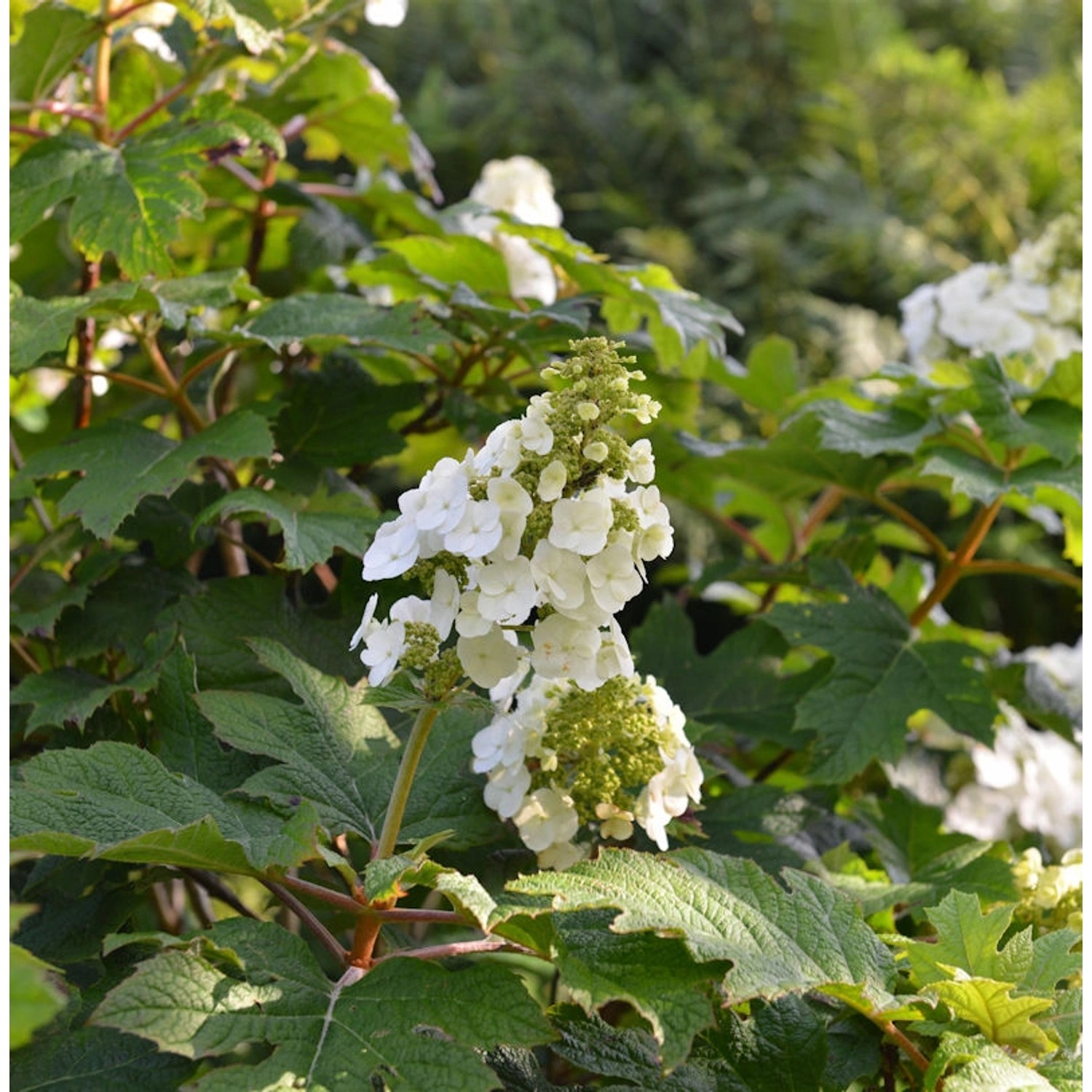 Eichenblättrige Hortensie Jetstream 40-60cm - Hydrangea quercifolia günstig online kaufen