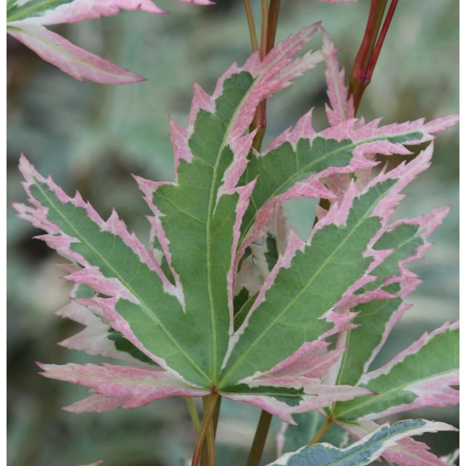 Fächerahorn Butterfly 30-40cm - Acer palmatum günstig online kaufen