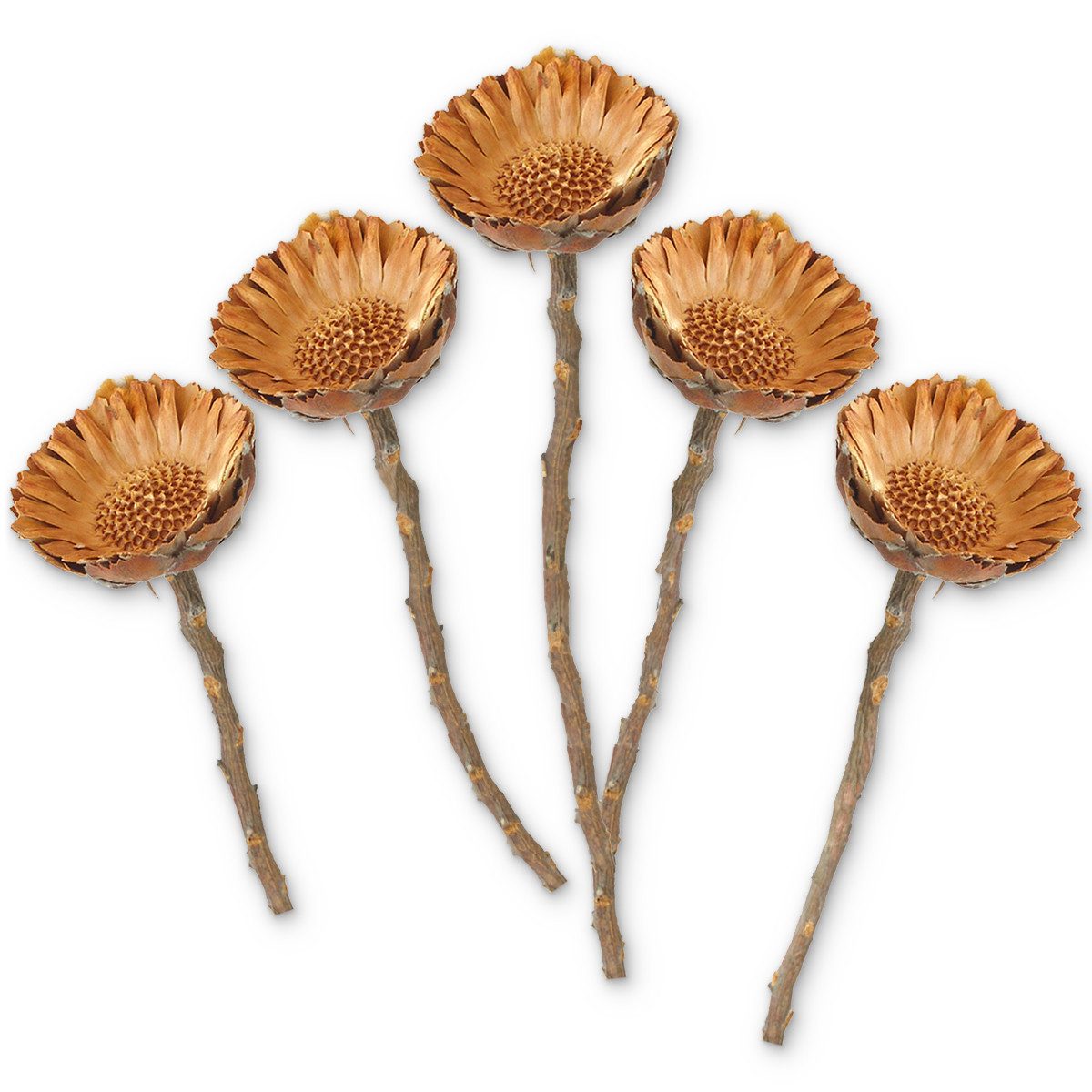 Kunstblume Protea Trockenblumen orange natur 5er günstig online kaufen