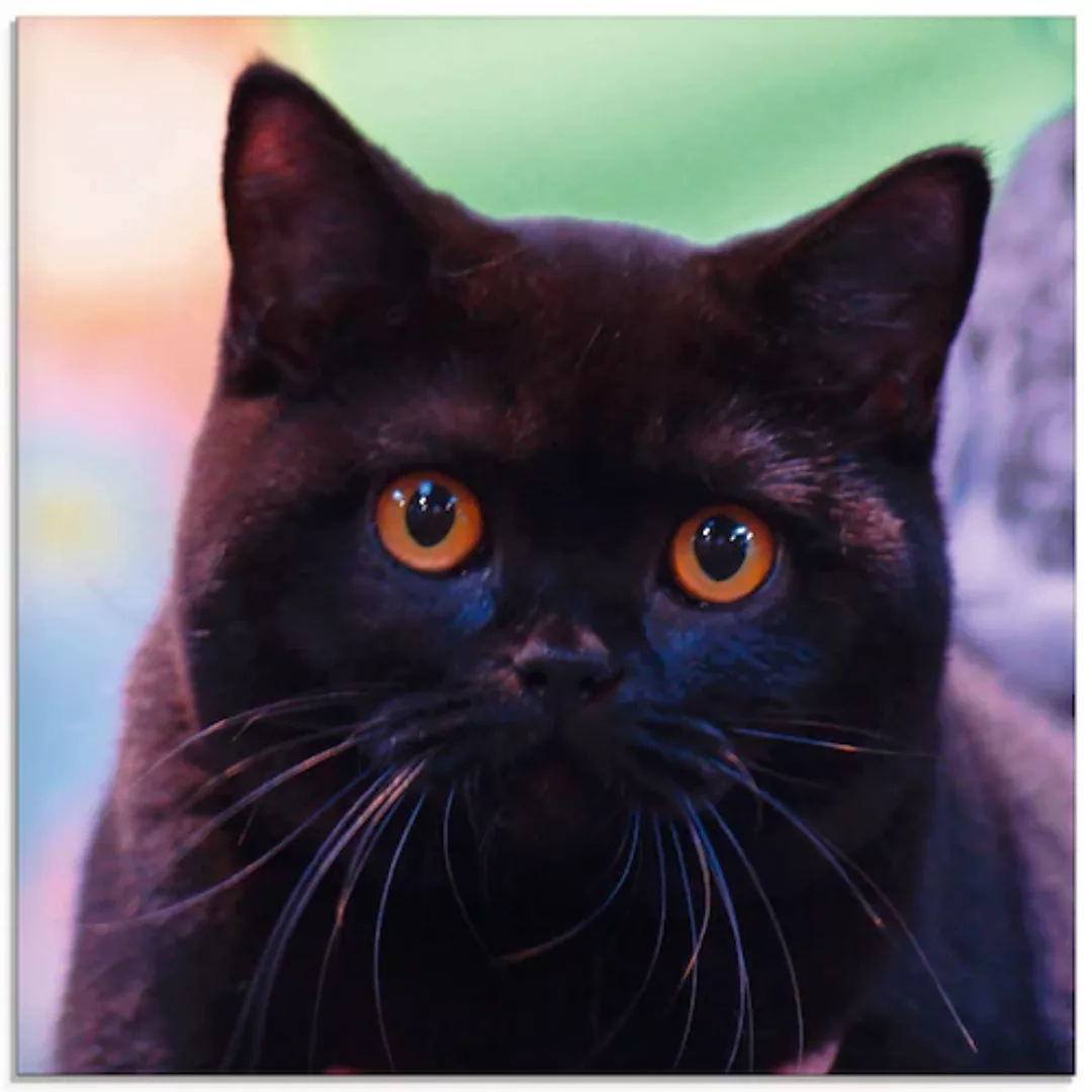 Artland Glasbild »Schwarze Britisch Kurzhaarkatze«, Haustiere, (1 St.), in günstig online kaufen