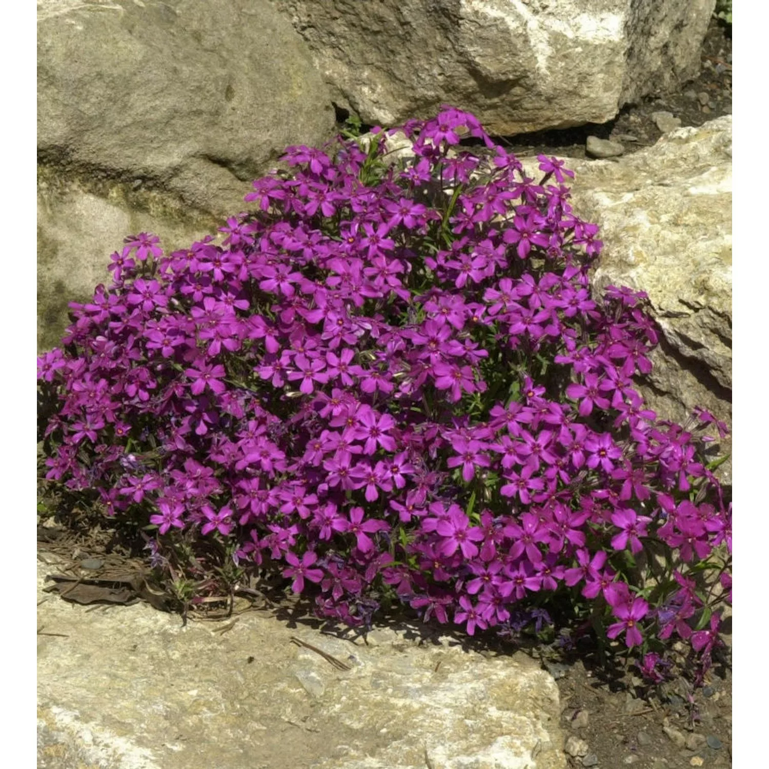 Teppich Phlox Temiskaming - Phlox subulata günstig online kaufen