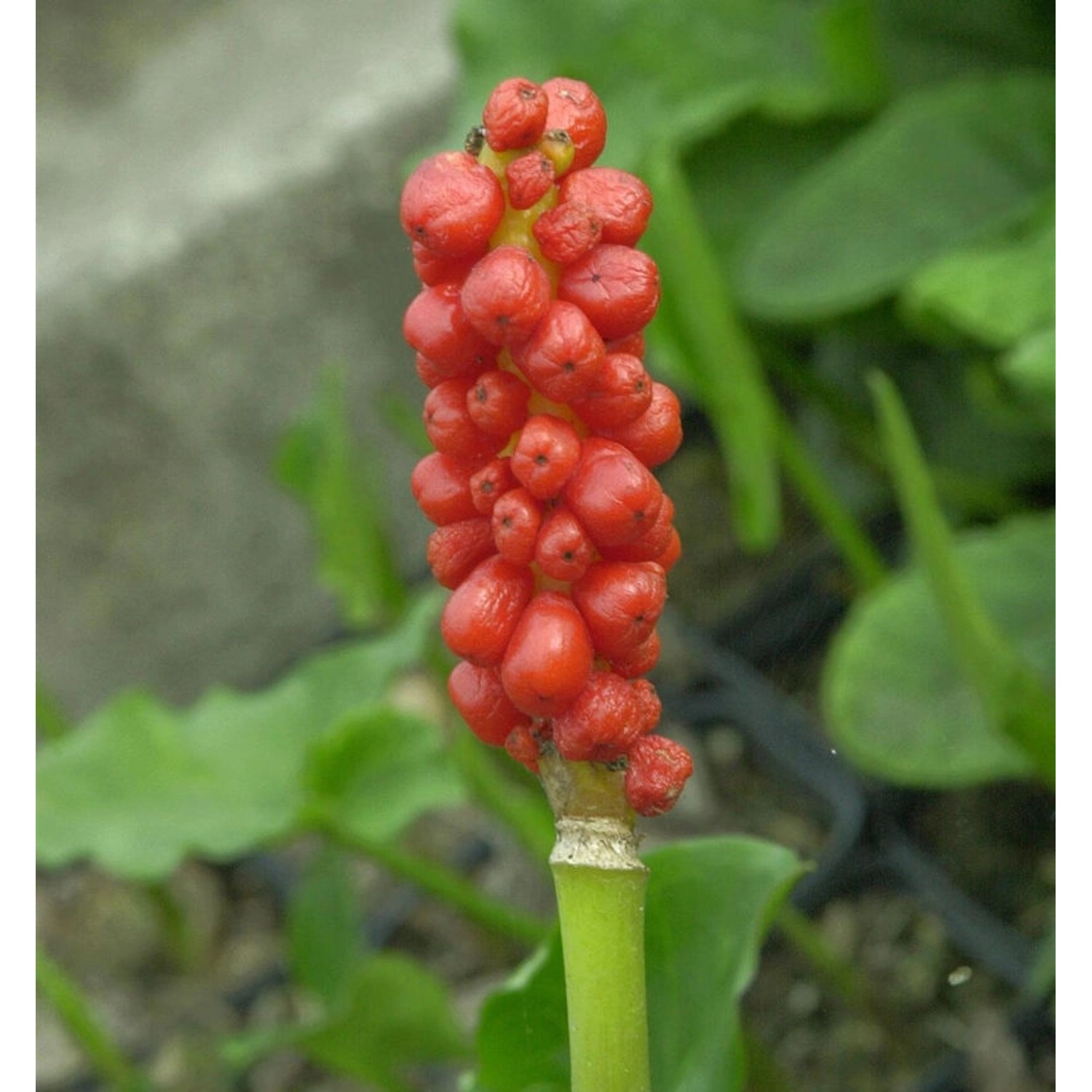 Gefleckter Aronstab - Arum maculatum günstig online kaufen