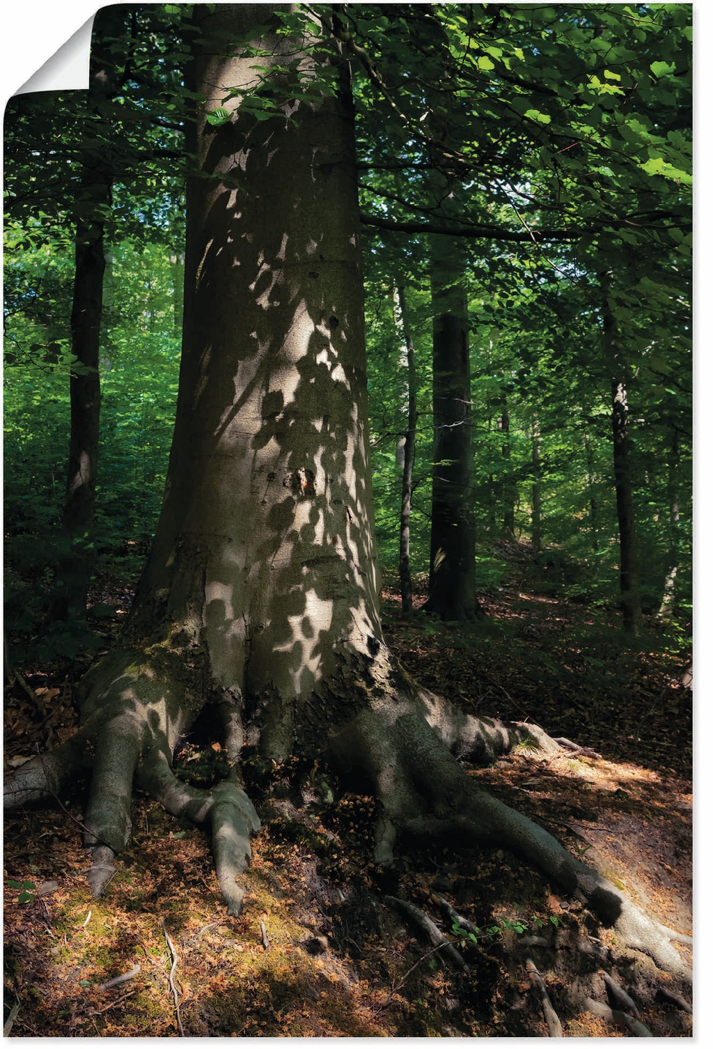 Artland Wandbild »Waldimpression«, Baumbilder, (1 St.), als Leinwandbild, P günstig online kaufen