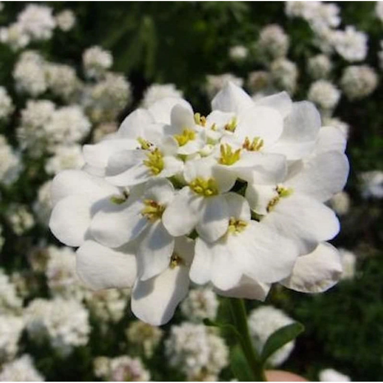 Schleifenblume Findel - Iberis sempervirens günstig online kaufen