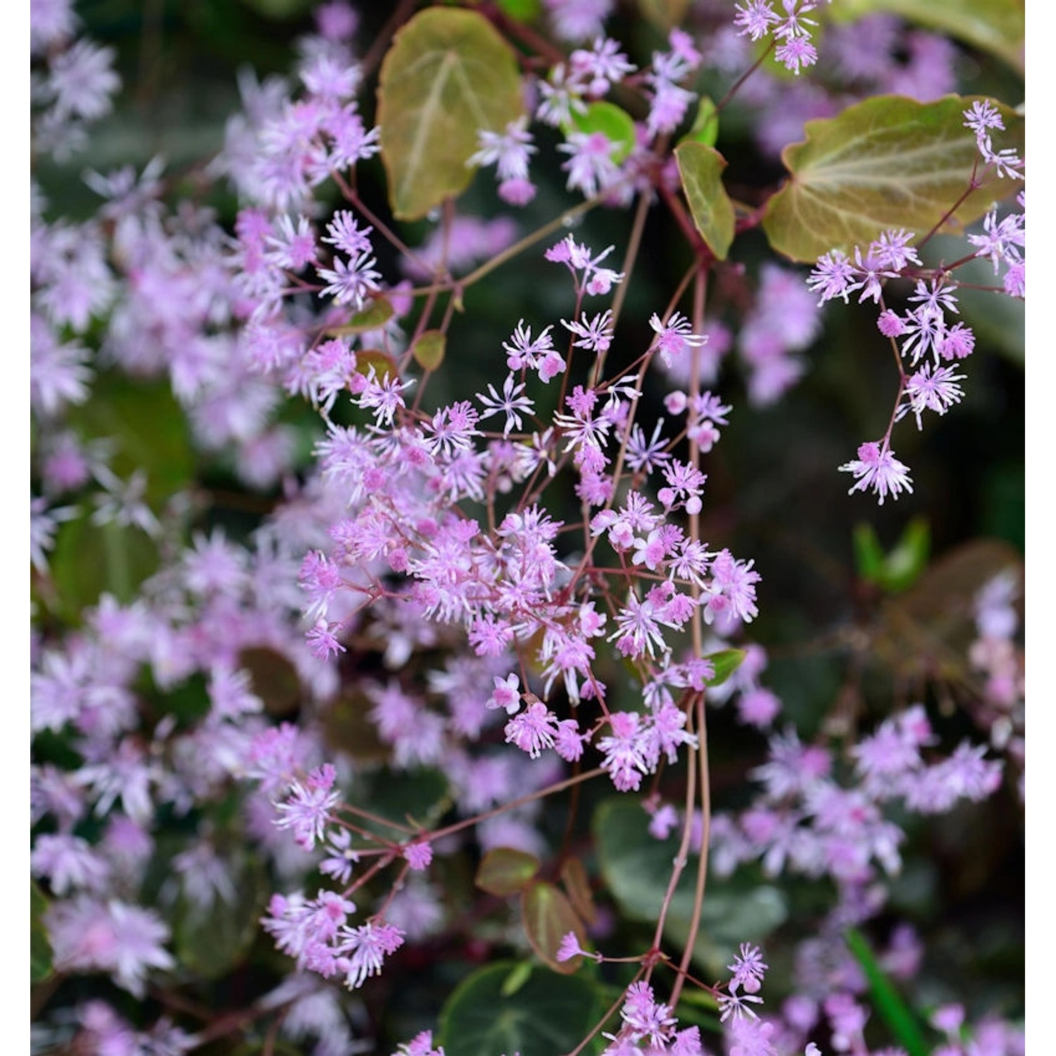 Akeleiblättrige Wiesenraute Black Stockings - Thalictrum aquilegifolium günstig online kaufen