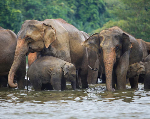 Papermoon Fototapete »ELEFANTEN-HERDE-TIERE AFRIKA SAVANNE SEE FLUSS WALD« günstig online kaufen