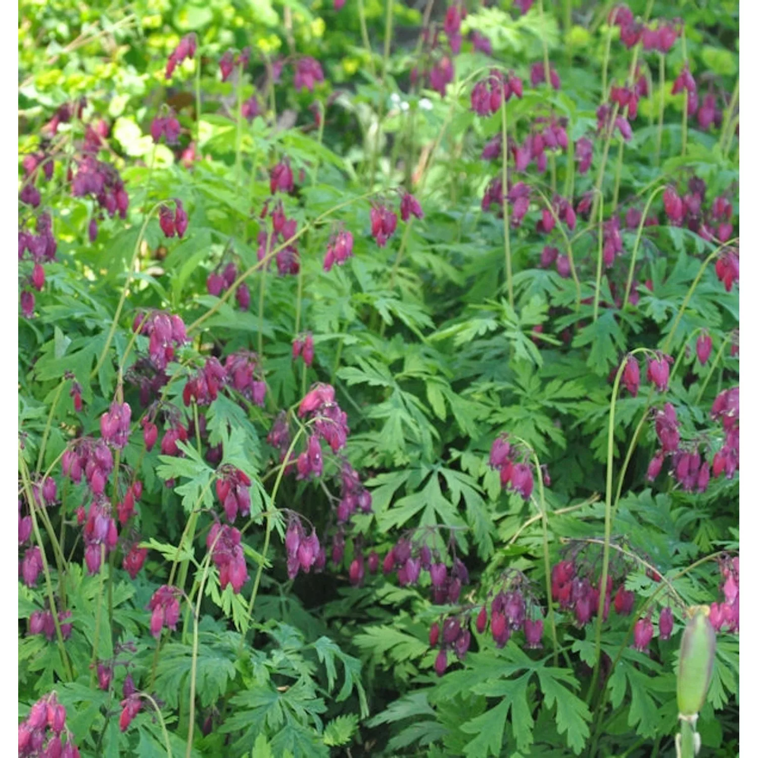 Zwergherzblume Bacchanal - Dicentra formosa günstig online kaufen