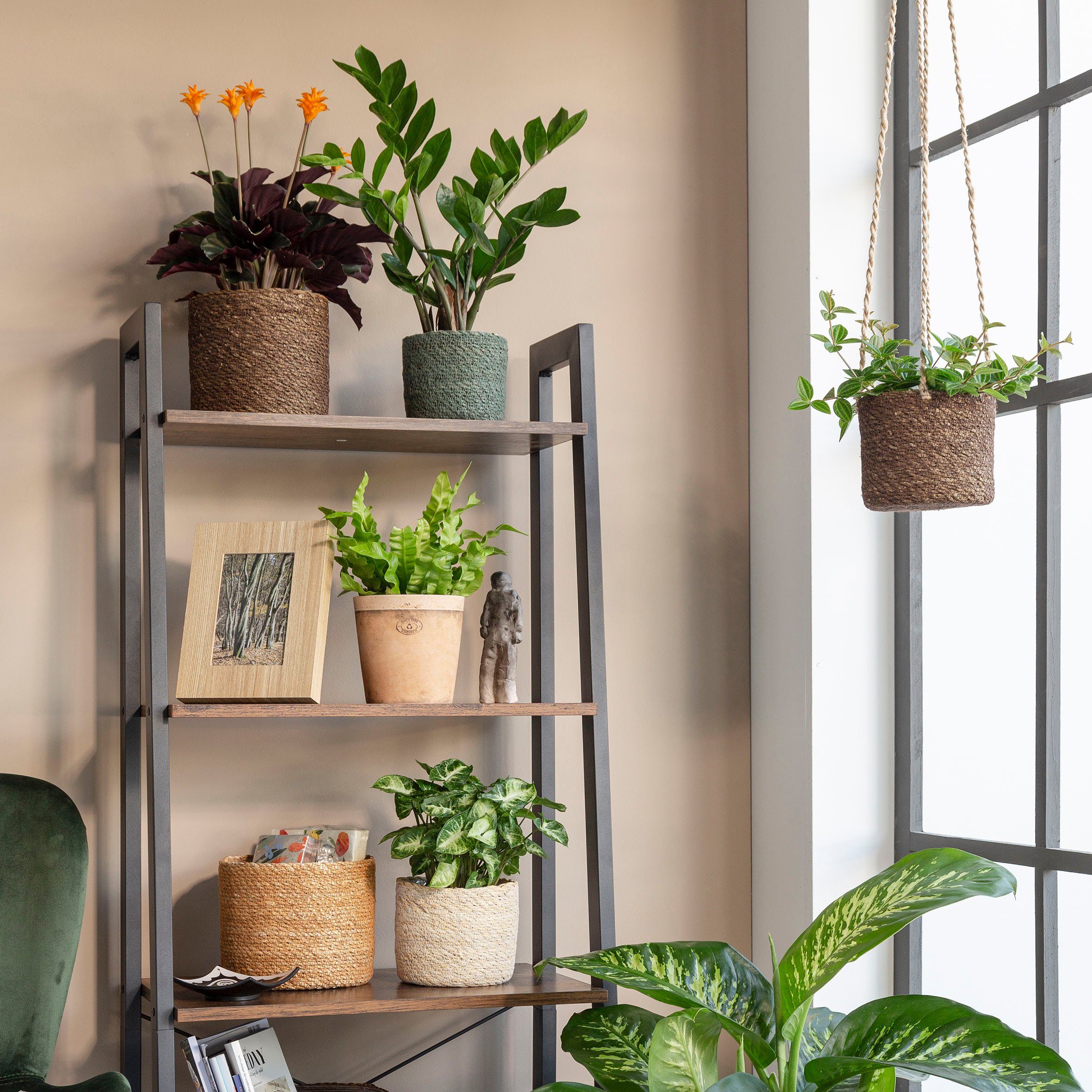 Scheurich Blumentopf Scheurich Blumentopf Ø 24 günstig online kaufen