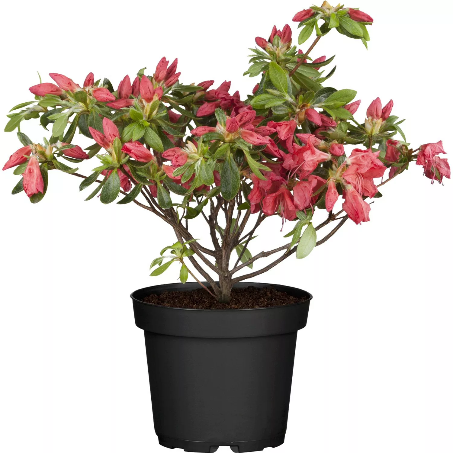 OBI Japanische Azalee Little Red Rot Höhe ca. 20 - 25 cm Topf ca. 2 l Azale günstig online kaufen