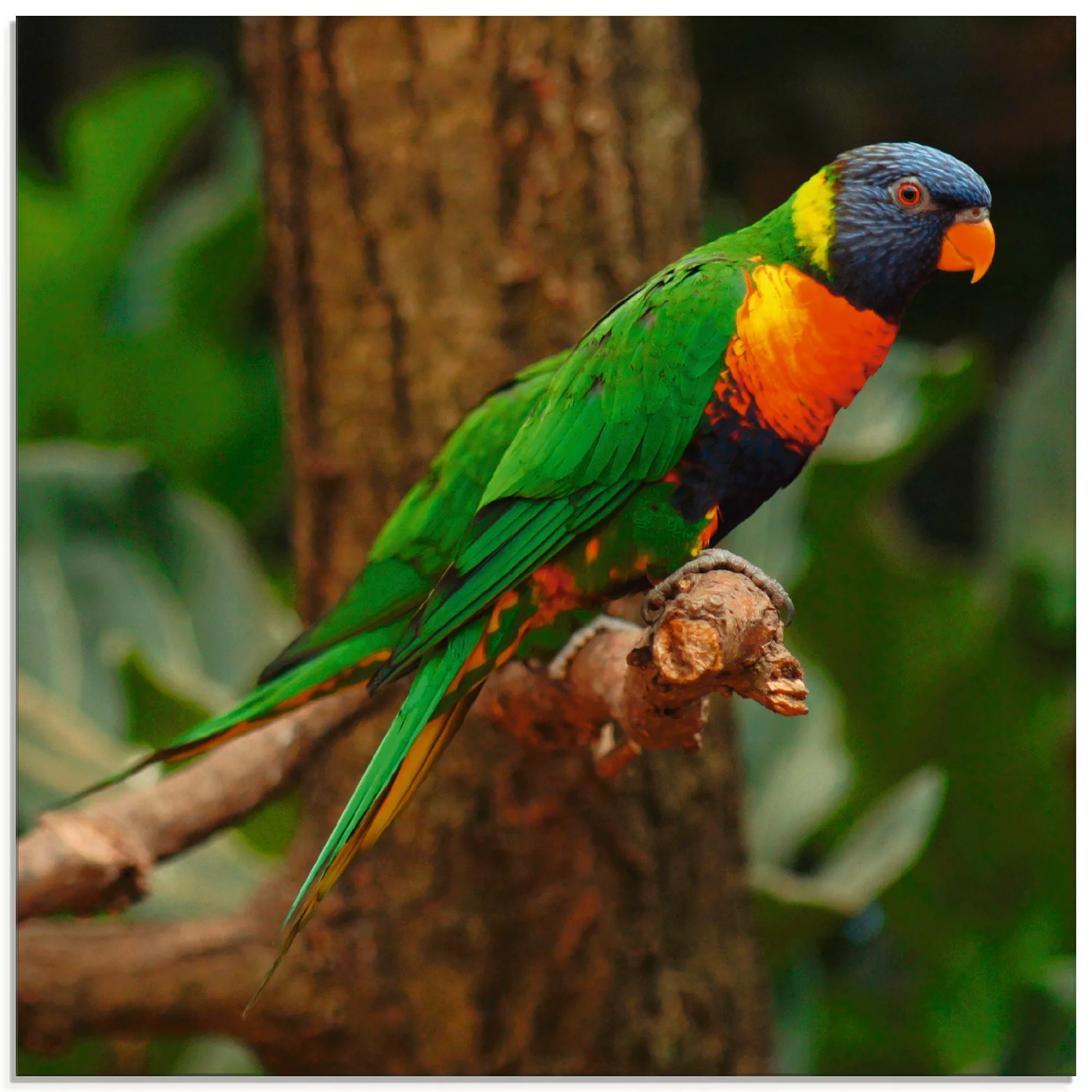 Artland Glasbild »Allfarblori im Baum«, Vögel, (1 St.) günstig online kaufen