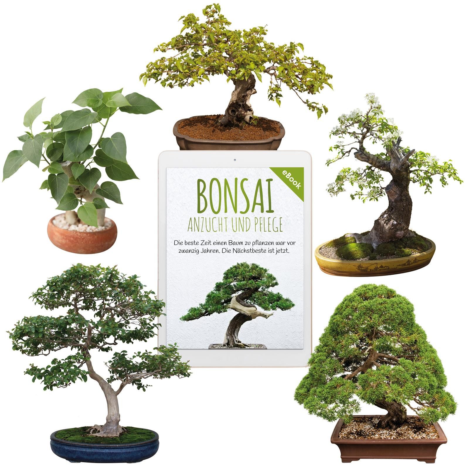 HappySeed Blumensamen Bonsai Samen mit hoher günstig online kaufen