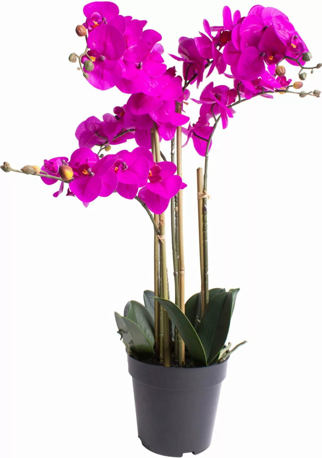 Botanic-Haus Kunstorchidee "Orchidee Bora" günstig online kaufen