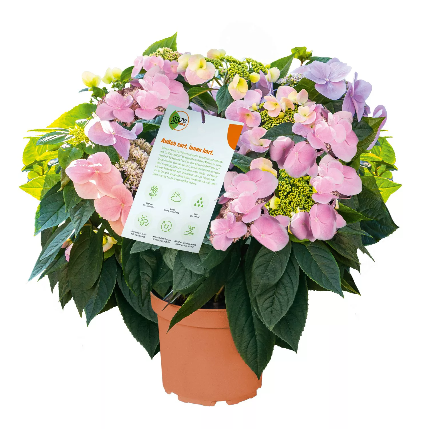 GROW by OBI Hortensie Bloombuster Höhe ca. 30 - 40 cm Hydrangea Hybride günstig online kaufen