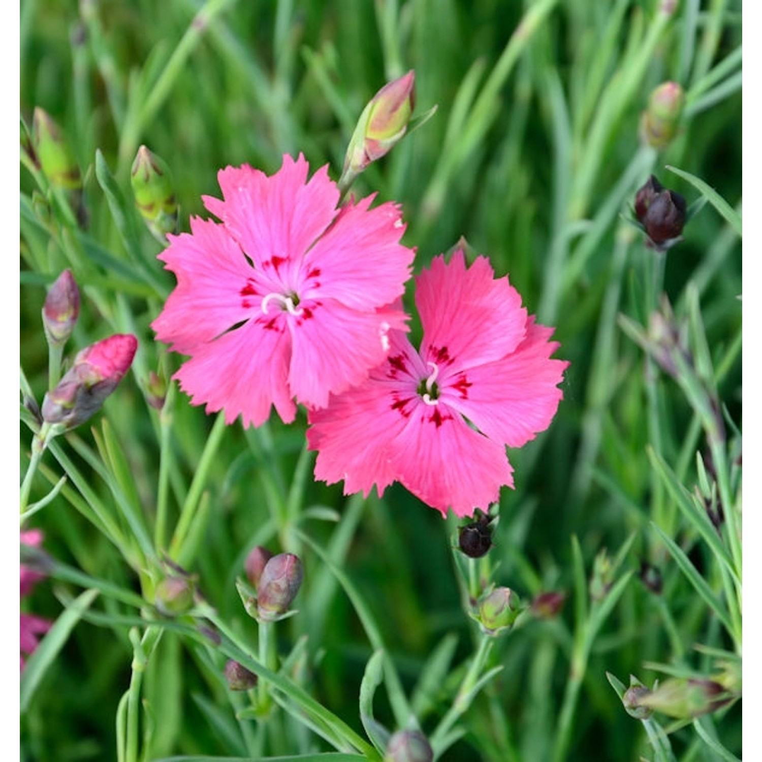 Pfingstnelke Grandiflorus - Dianthus gratianopolitanus günstig online kaufen