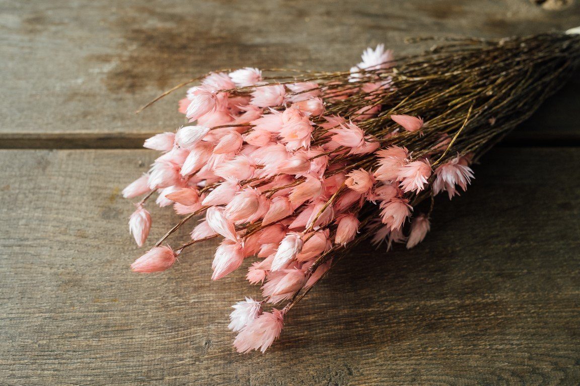 Trockenblume Kaap Flower Hellrosa im Bund, günstig online kaufen