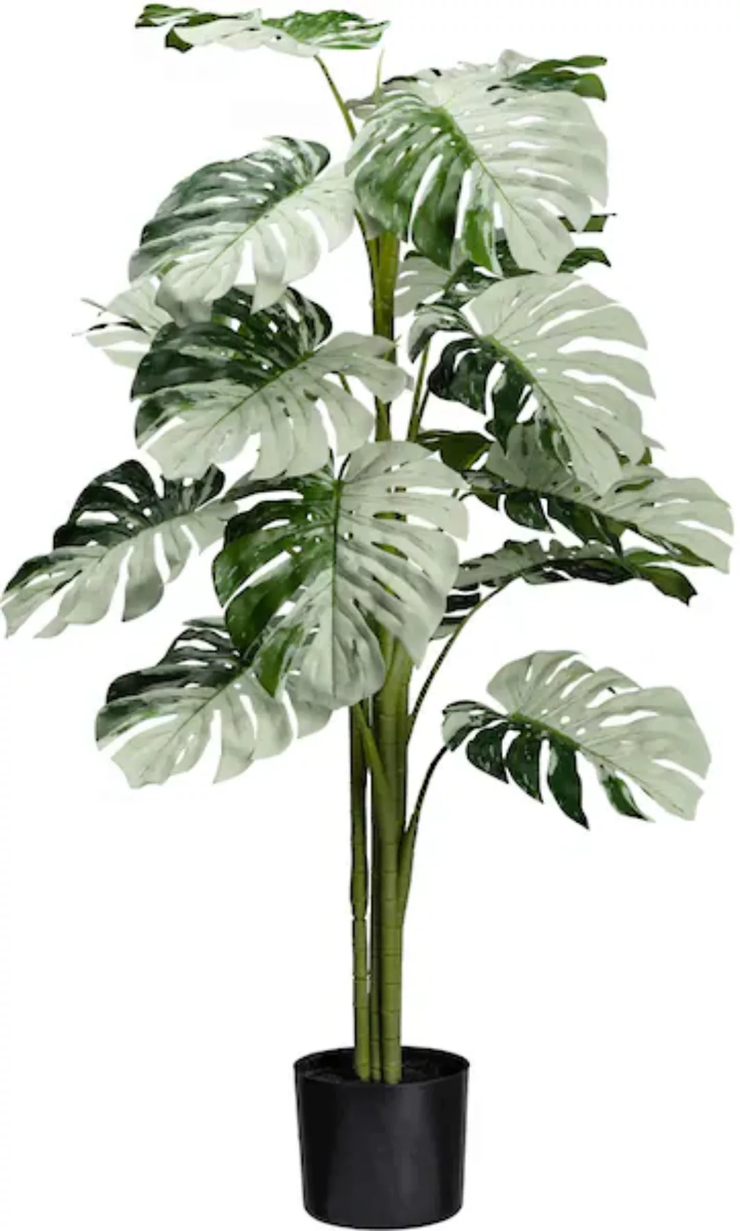 Creativ green Künstliche Zimmerpflanze "Monstera Variegata Halfmoon", mit a günstig online kaufen