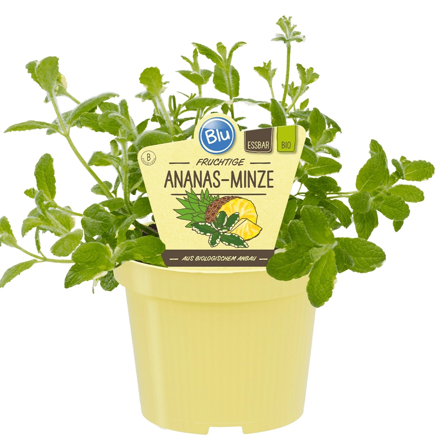 Blu Bio-Ananas-Minze Bowles Topf-Ø ca. 12 cm Mentha günstig online kaufen