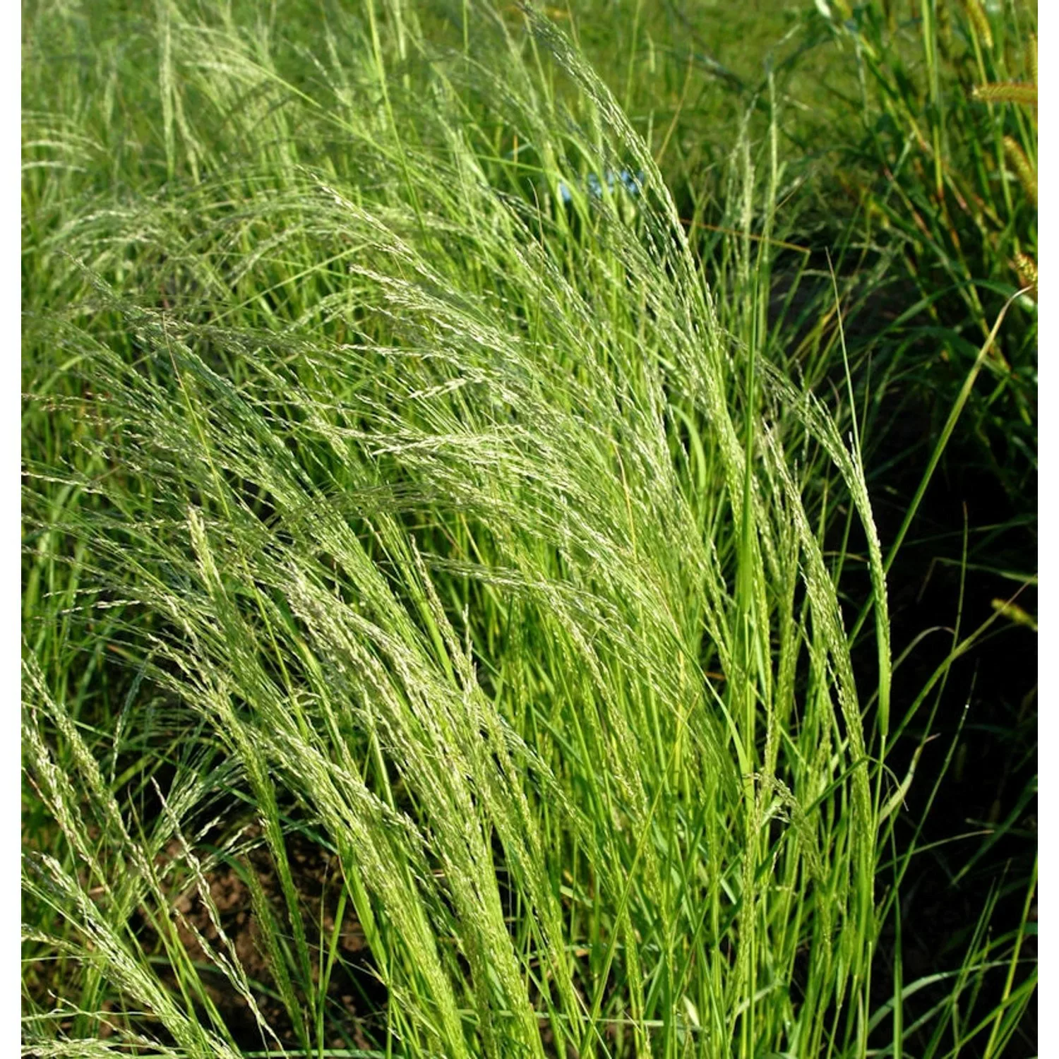 Blaues Liebesgras Wind Dancer - Eragrostis elliottii günstig online kaufen