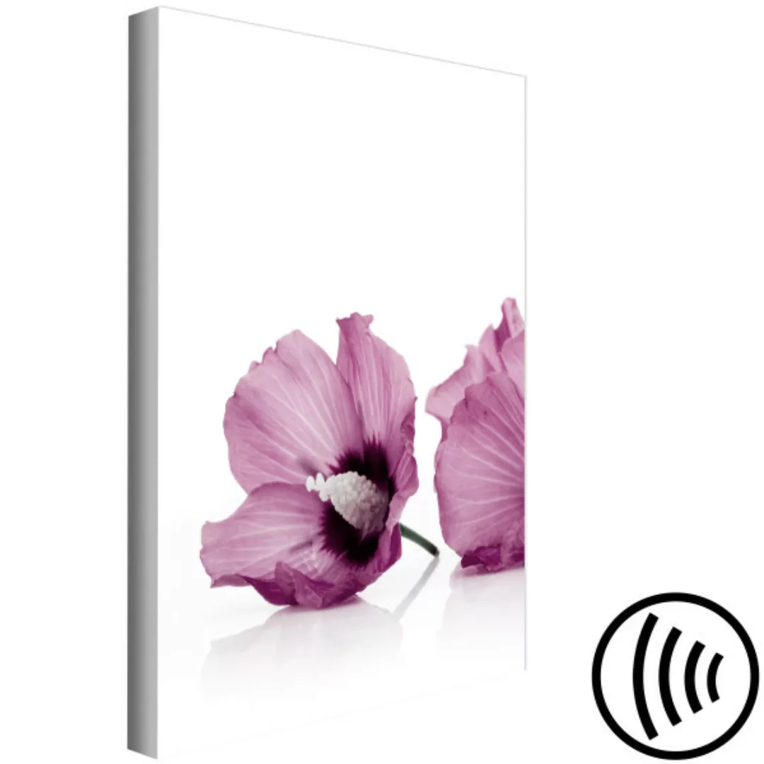 Bild auf Leinwand Rosa Malven-Blüten - minimalistische Blumen auf weißem Hi günstig online kaufen