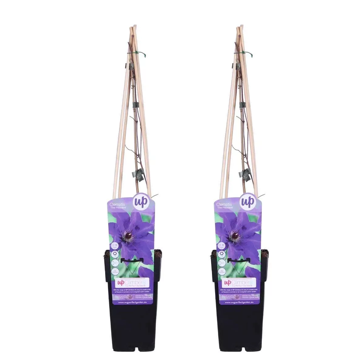 Casa Caron | Set von 2 Clematis Jackmanii Der Präsident günstig online kaufen