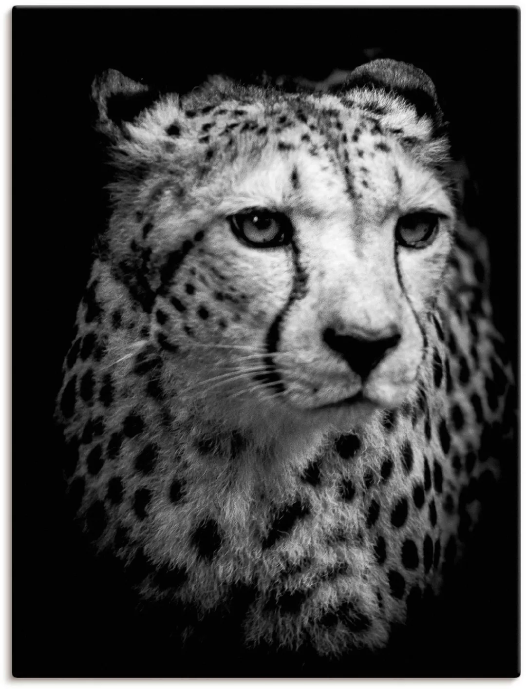 Artland Wandbild "Der Gepard", Wildtiere, (1 St.), als Alubild, Outdoorbild günstig online kaufen