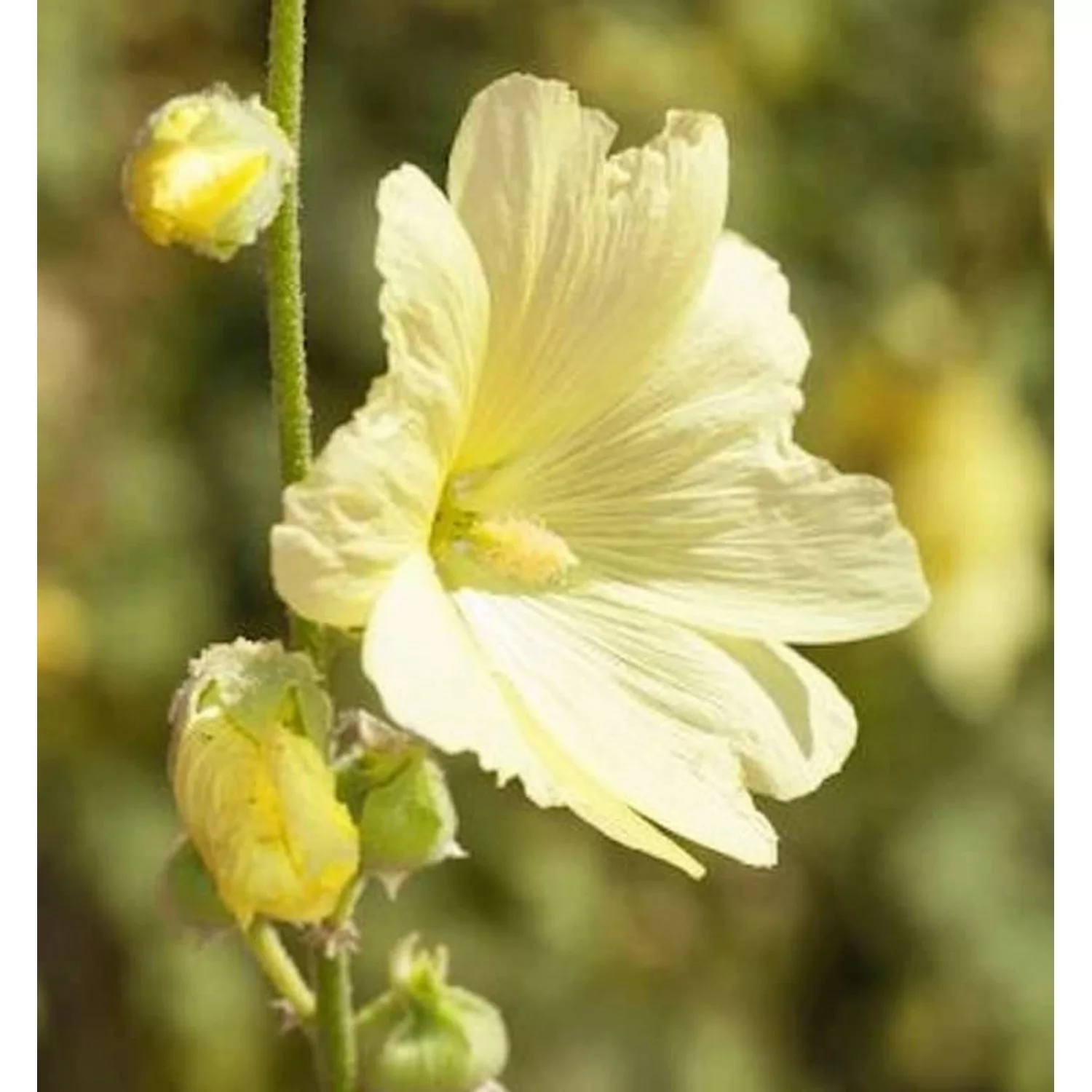 Russische Stockrose - Alcea rugosa günstig online kaufen