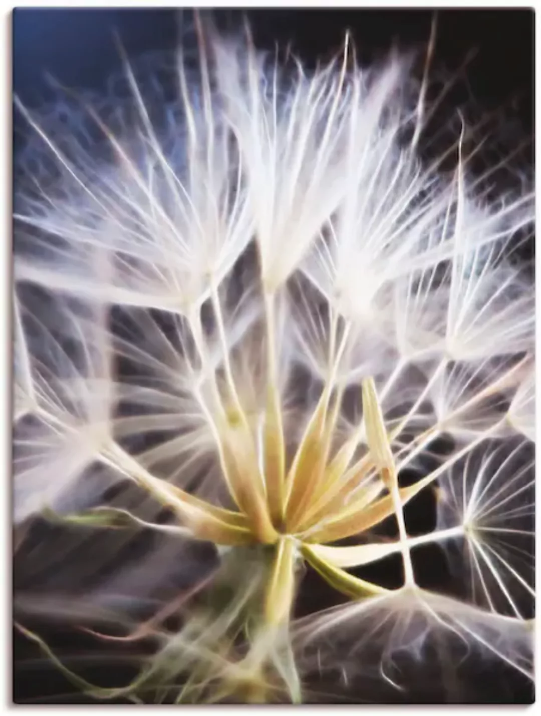 Artland Wandbild »Pusteblume«, Blumen, (1 St.), als Leinwandbild, Poster in günstig online kaufen
