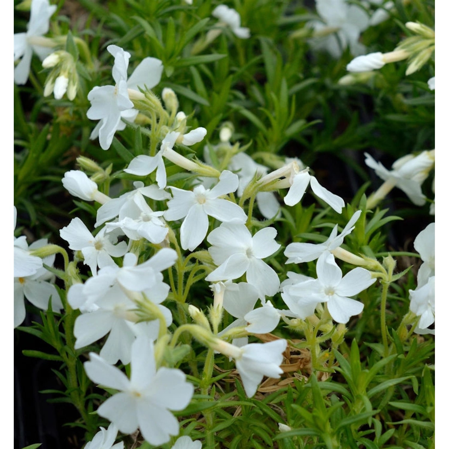 Niedrige Flammenblume Snowflake - Phlox subulata günstig online kaufen