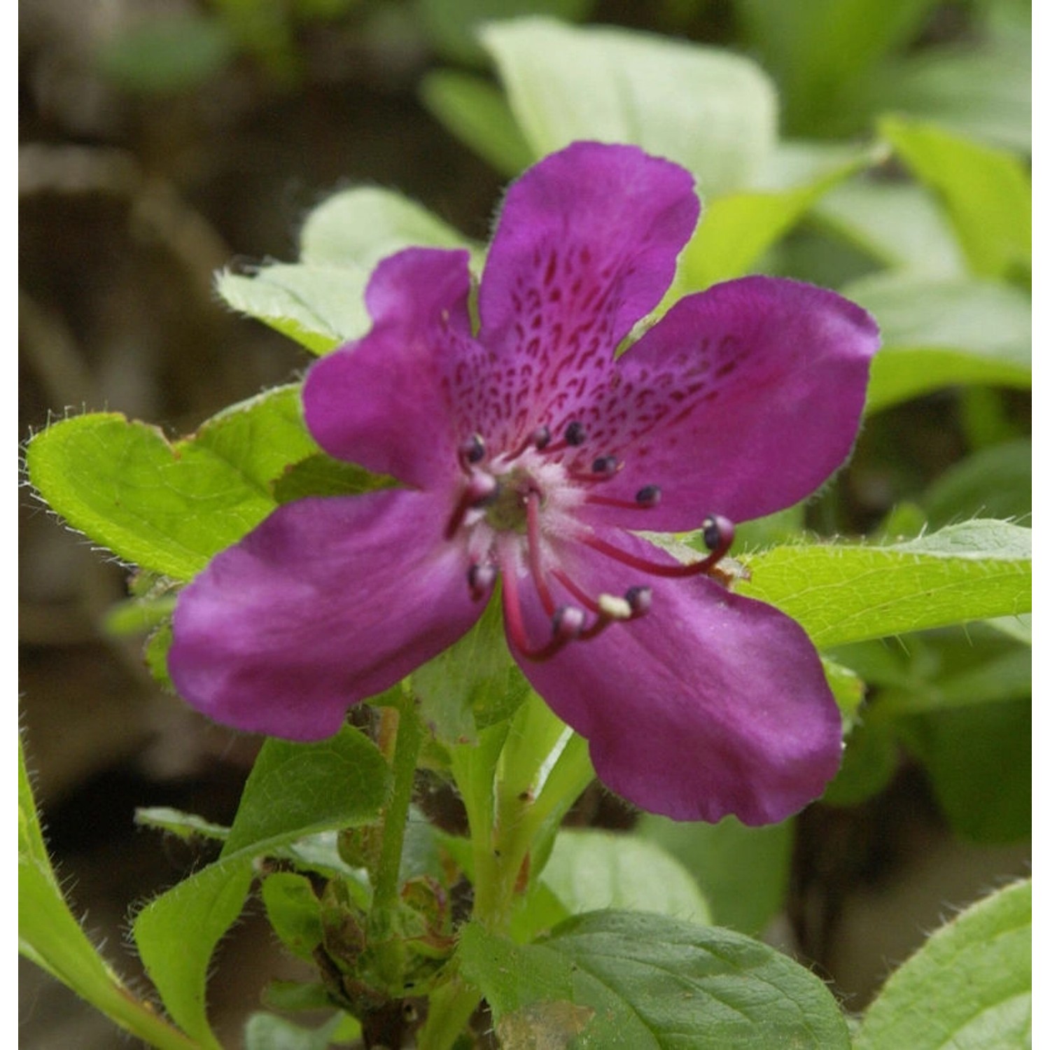 Zwerg Rhododendron camtschaticum 20-25cm - Rhododendron camtschaticum günstig online kaufen