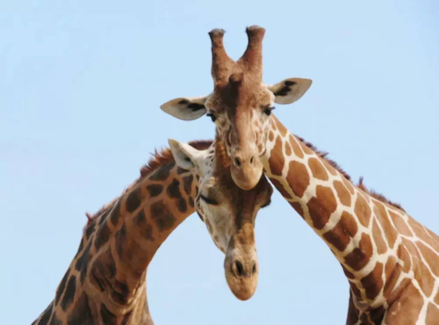 Papermoon Fototapete »Verliebte Giraffen« günstig online kaufen