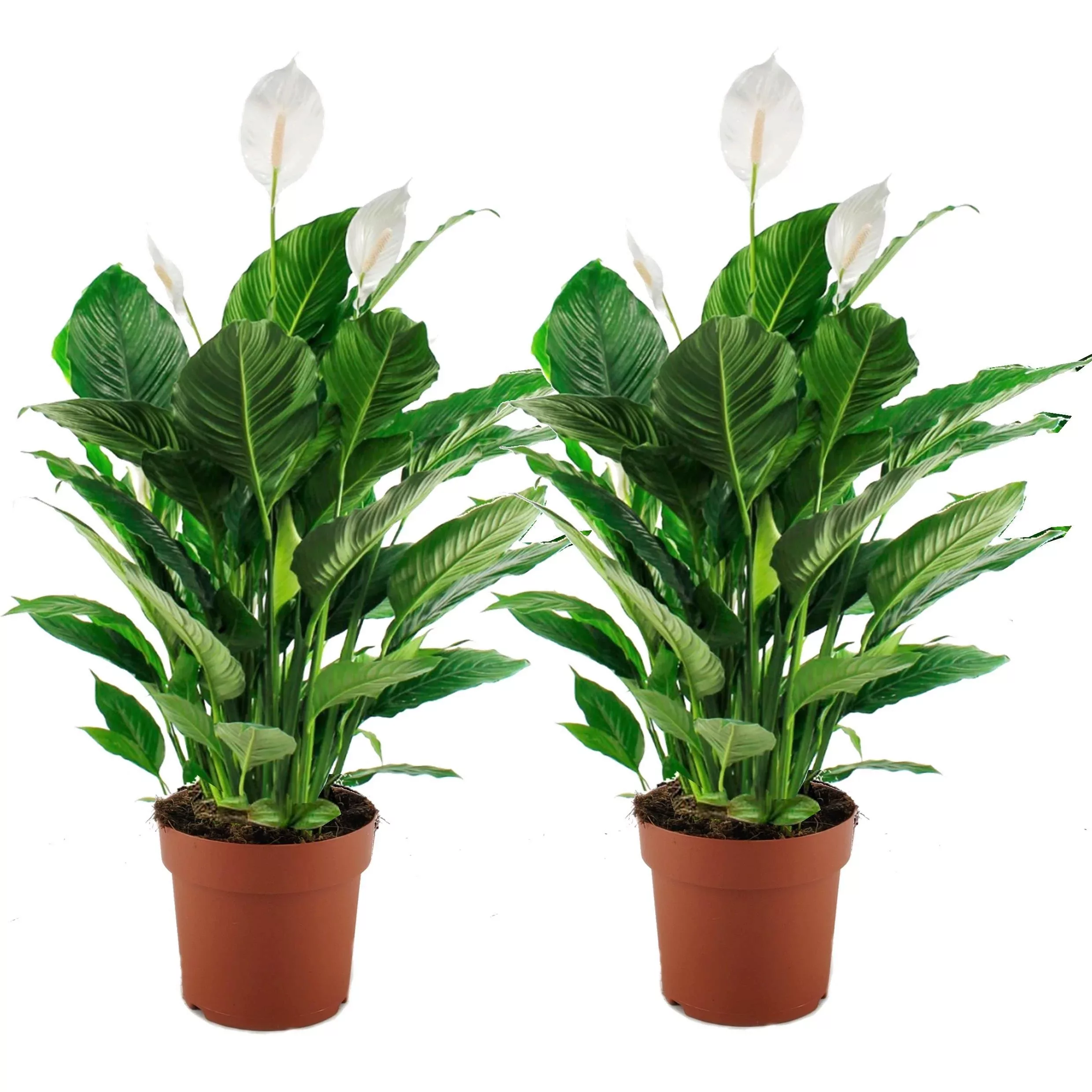 Perfect Plant | Set mit 2 Spathiphyllum günstig online kaufen