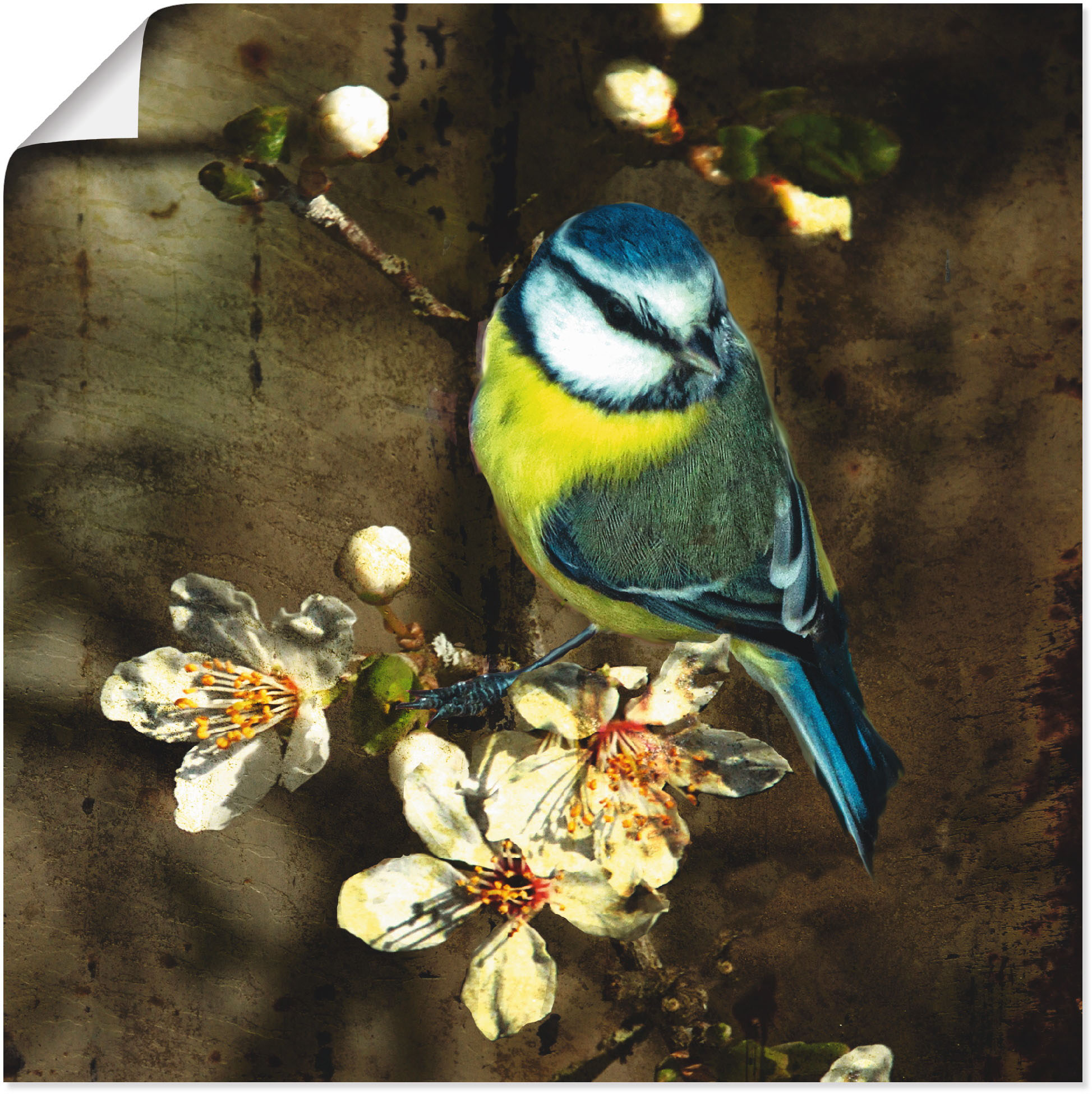 Artland Wandbild »Blaumeise auf Kirschzweig«, Vögel, (1 St.), als Alubild, günstig online kaufen