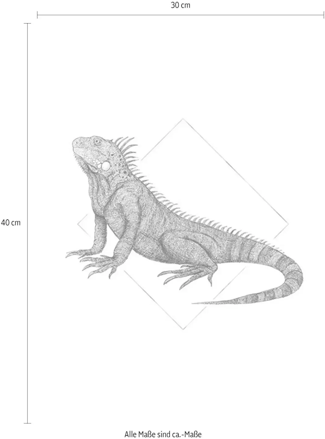 Komar Poster "Iguana White", Tiere, (1 St.) günstig online kaufen