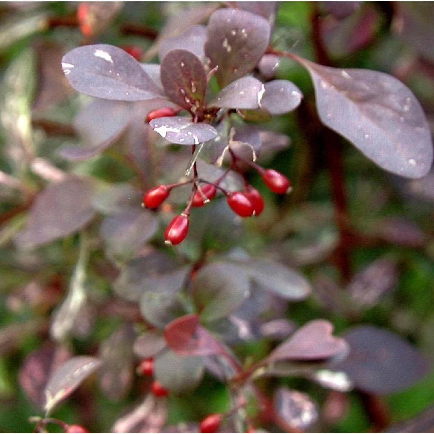 Hecken Berberitze  Rosy Rocket 10-15cm - Berberis thunbergii günstig online kaufen