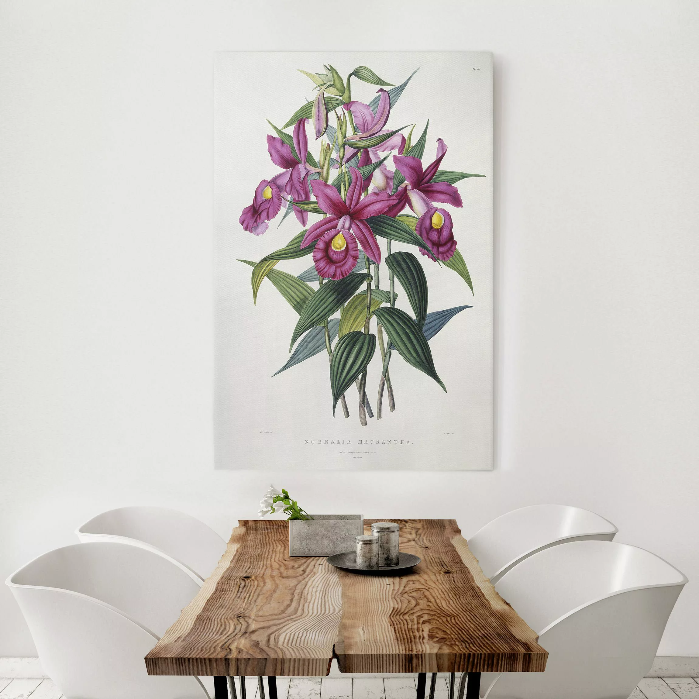 Leinwandbild Maxim Gauci - Orchidee I günstig online kaufen