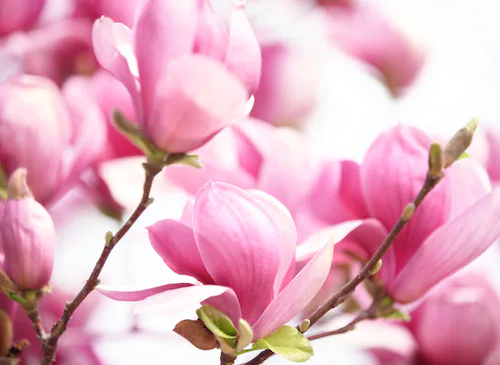 Papermoon Fototapete »Pink Magnolia« günstig online kaufen