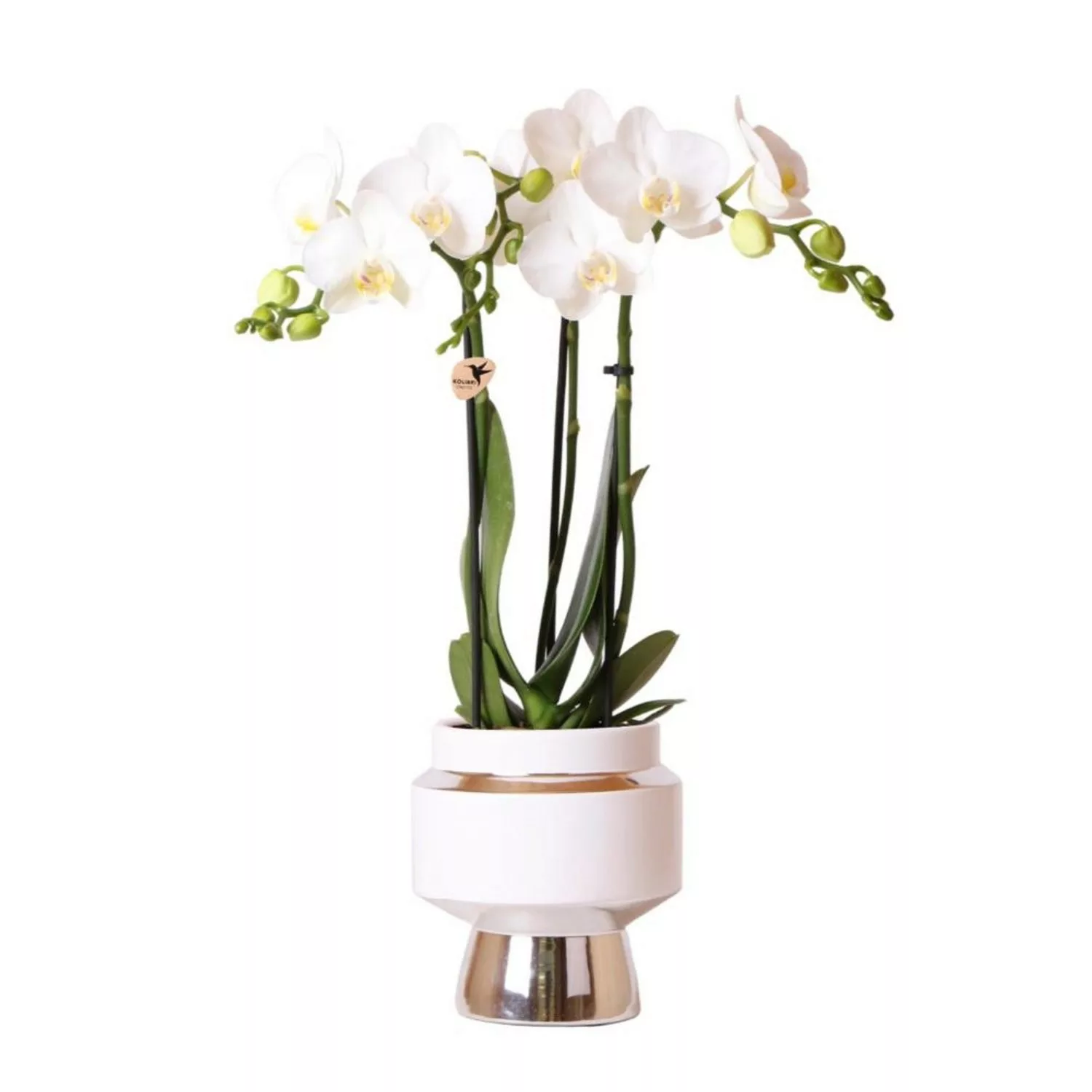 Kolibri Orchideen Weiße Phalaenopsis Orchidee Amabilis & Le Chic Deko Topf günstig online kaufen