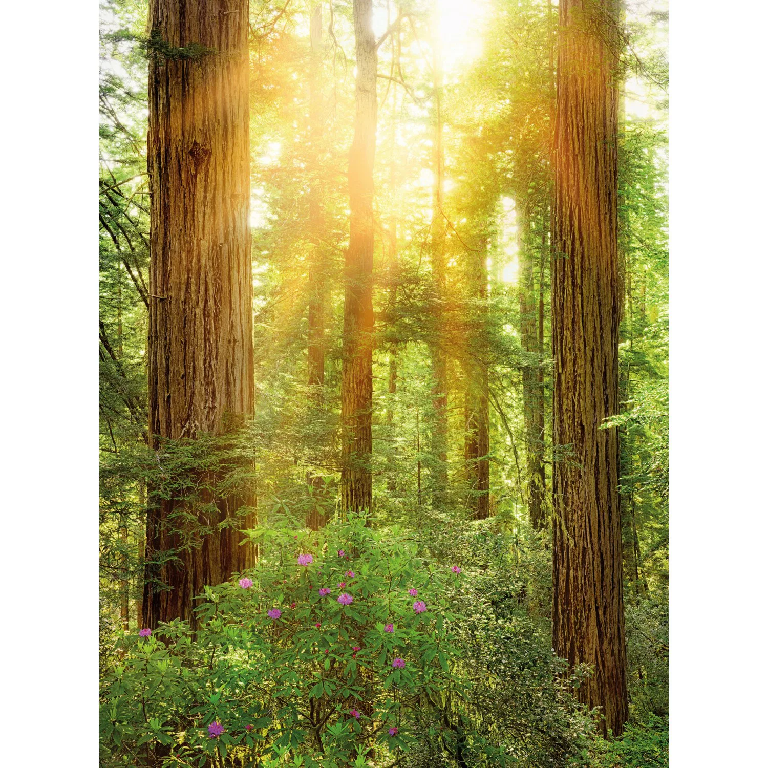 Komar Vliestapete »Digitaldruck Vlies - Redwood - Größe 200 x 260 cm«, bedr günstig online kaufen