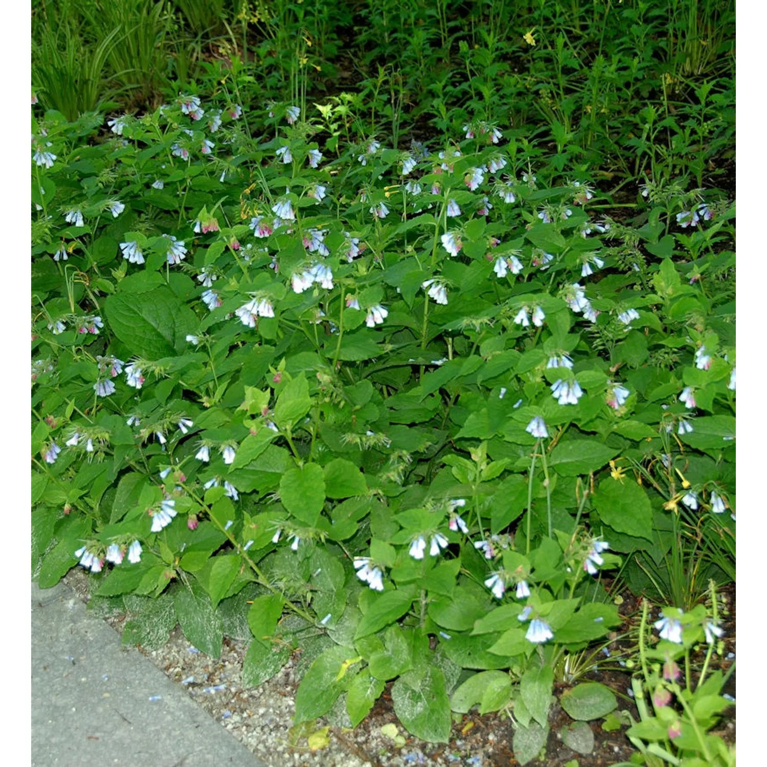 Kaukasus Beinwell Blaue Glocke - Symphytum grandiflorum günstig online kaufen