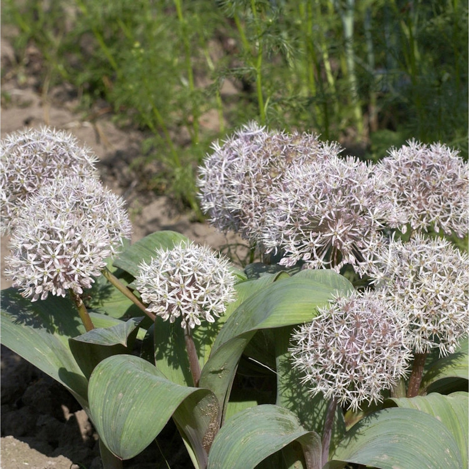 Blauzungenlauch - Allium karataviense günstig online kaufen