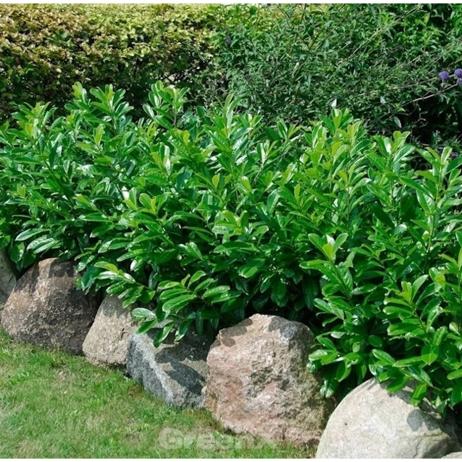 Kaukasische Lorbeerkirsche 60-80cm - Prunus laurocerasus günstig online kaufen