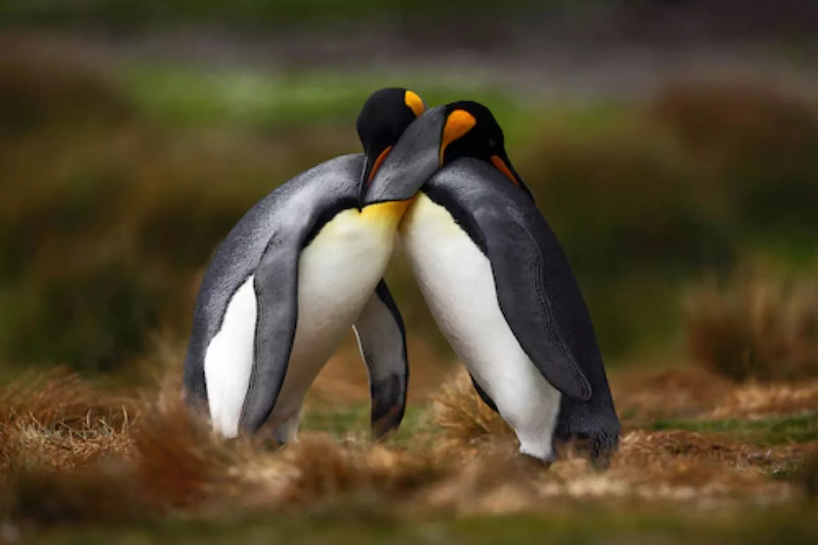 Papermoon Fototapete »Pinguine« günstig online kaufen